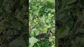 Jambu Kristal Usai Dipupuk Kohe Walet Hasilnya Jos kebun nature garden gardening buah [upl. by Jago]