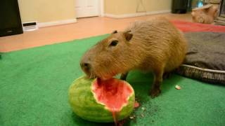 Capybara eating half a watermelon Full Video [upl. by Alohs]