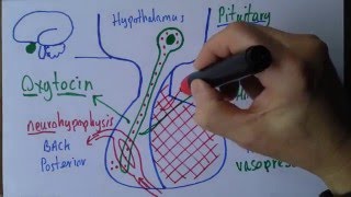 Pituitary gland [upl. by Nessaj]