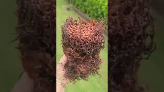 How to Care for a Tetragonula hockingsi Bee Colony A Beginner’s Guide [upl. by Lucilia663]