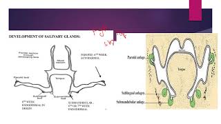 Development of Salivary glands [upl. by Peednas]