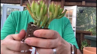 Repotting succulents for beginners  succulent repotting 101 [upl. by Niroc]