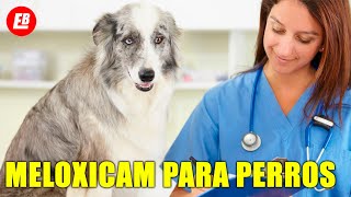 Meloxicam para perros Lo que TODO dueño debe saber [upl. by Enyala]