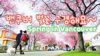 Ep60Vancouver in Springft Cherry blossoms Canada Vlog 밴쿠버 벚꽃 구경 가요🌸🌸🌸 캐나다 일상  밴쿠버 여행 [upl. by Pease]