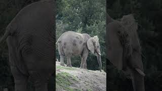 Elephants at Howletts elephant howletts animals wildlife zoo daysout shorts [upl. by Goetz]