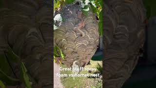 Spray foam vs hornet nest hornet hornetnest sprayfoam yellowjackets waspnest [upl. by Assereht]