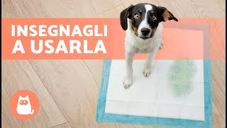 Come insegnare a un CUCCIOLO a fare i suoi BISOGNI nella TRAVERSINA🐶✅ [upl. by Nakasuji]