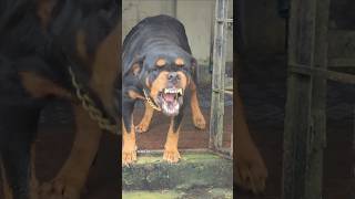 Angry Rottweiler barking sound rottweiler angrypuppy cuteanimal pets angrypets cutepet funny [upl. by Ayanahs]