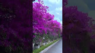 bougainvillea spectabilis collection  Relaxing video  Relaxing music [upl. by Nwahsyt]