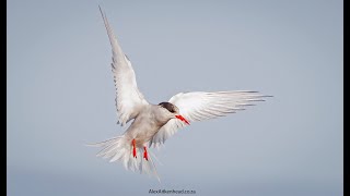 The Antarctic tern Sterna vittata is a seabird that breeds in Antarctica and subAntarctic islands [upl. by Shih]