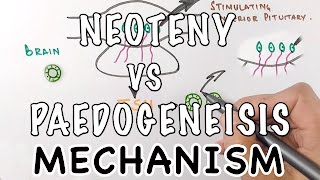 Neoteny Vs Paedogenesis  Mechanism of Neoteny [upl. by Lonee544]