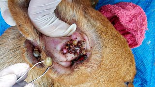 Dog Ticks Remove  Easy And Fast Way To Remove All Ticks From Poor Dog  Save Poor Dog EP 99 [upl. by Ias]