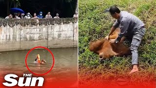 Moment drowning orangutan rescued by hero zookeeper Shorts 🦧 [upl. by Mcconaghy]