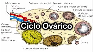 Ciclo Ovárico  Documental de Embriología [upl. by Yevre]