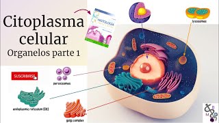 Citoplasma Celular 1  La Célula y sus Organelos  Histología Ross [upl. by Kola]