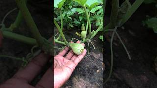 Newest butternut cultivation 👨‍🌾 butternut farming agriculture [upl. by Yancey216]