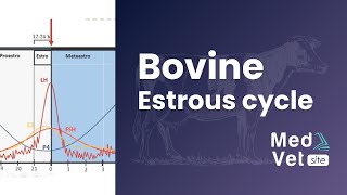 Bovine estrous cycle [upl. by Flemings]