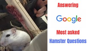 Answering GOOGLES most asked hamster questions🐹❤️🐹 [upl. by Howlond]