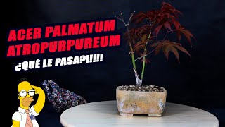 Problema en Acer Palmatum Atropurpureum [upl. by Albin]