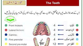 Danton k Name  The Name of The Teeth  Articulation Points Of Arabic  دانتوں کے نام [upl. by Wartow]