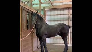 Black Percheron Horse ❤️ 🎥 Windermere Farms [upl. by Tadashi]