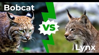 Bobcat vs lynx 4 Key Differences Explained [upl. by Atirahc]