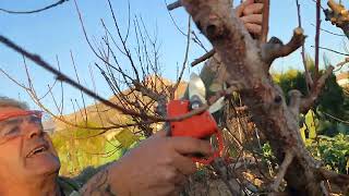 Como podar tu melocotonero nectarina o paraguayo en tu huerto o jardín [upl. by Atlanta]