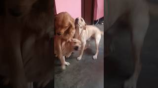 shorts viral doglover shortvideo youtubeshorts shortsfeed labrador [upl. by Ynnohj]