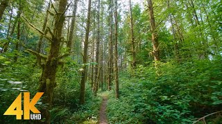 4K Forest Walk on a Summer Day with Soulful Music  Beauty of Snoqualmie Valley Trail  35 HOURS [upl. by Legge]