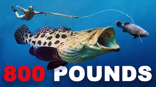 Goliath Grouper ATTACKS My Fish 80 ft deep [upl. by Anawot]