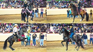 MUJERES EN CABALLOS BAILADORES Feria Ganadera Culiacan [upl. by Eimyaj]