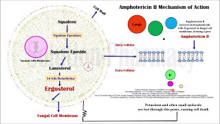 Topic 61 Antifungal Drugs  Amphotericin B  Mechanism of Action  MOA of Amphotericin B [upl. by Aschim644]