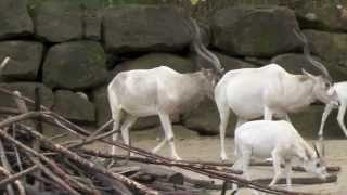 Addax Paarung [upl. by Burnsed]