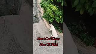 Cute Cat Knows How The Hide allpetmatters cate shorts trending viral cute [upl. by Demahum]