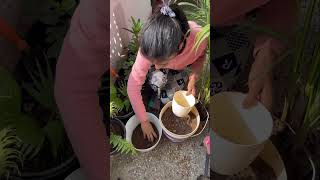 Repotting tips  areca palm repotting gardening terracelife plants terracegardener garden [upl. by Covell]