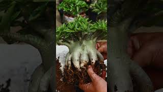 Desert Rose Plant Fertilizer Gardening Adenium Bonsai Flower [upl. by Fernald768]