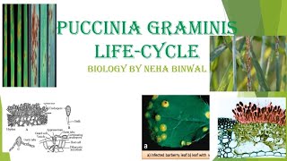 Puccinia Lifecycle l Puccinia graminis l Botany l Biology By Neha Binwal l MSc l BSc l UPSCBotany [upl. by Hock]