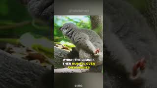 Lemurs High On Millipedes [upl. by Dicks]