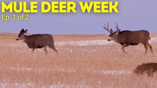 Mule Deer Week  Alberta  Ep1of2 [upl. by Nye815]