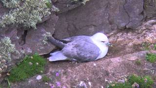 Fulmars  Fulmarus glacialis [upl. by Akinaj]