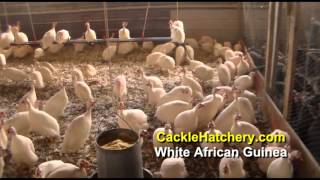 White African Guinea Breed  Baby Keets  Cackle Hatchery [upl. by Rik]