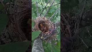 The cuckoo bird pushed the small bird of the shrike out of nest伯劳鸟的小鸟被杜鹃鸟推出了鸟窝 [upl. by Serilda]