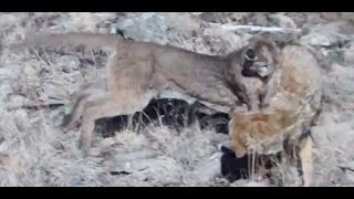 美洲獅與郊狼的對抉Puma VS Coyote【Cougar】 [upl. by Greeson]