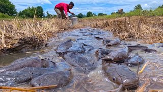 This is manual fishing in Veal Sre near Prek canal [upl. by Yelkcub]