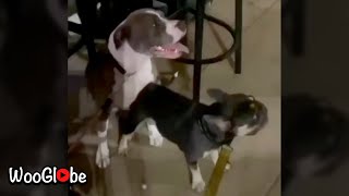 Twerking Dog Funny Video  WooGlobe Funnies [upl. by Apthorp686]