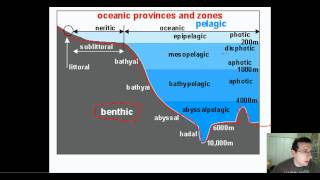 Ocean Life Part 1 Types amp Regions [upl. by Costanza]