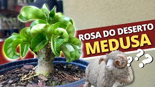 Uma Rosa do Deserto RARA que você precisa ter [upl. by Halihs991]