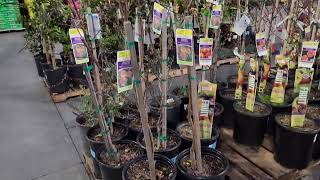 Lowes in Murrieta CA Feb 23 2024 new shipment of fruit trees [upl. by Godding]