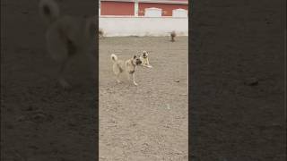 Kangal Attack On Wolf 🐺  Turkish Shepherd kangal dog [upl. by Ttelrahc]