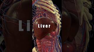 Top 7 Foods for Healthy Liver liverhealth liverdetox shorts [upl. by Craggie]